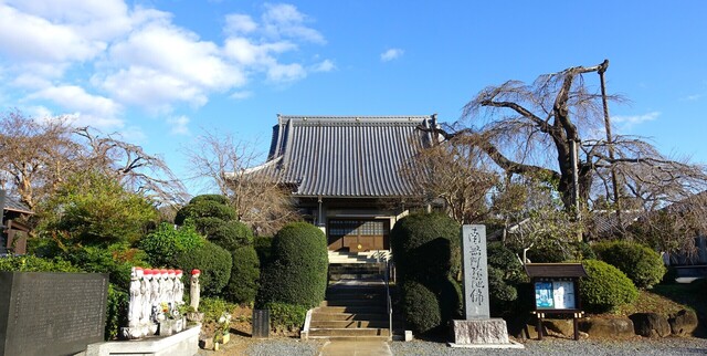 4本堂と左右にしだれ桜DSC02530光明寺 (4).JPG