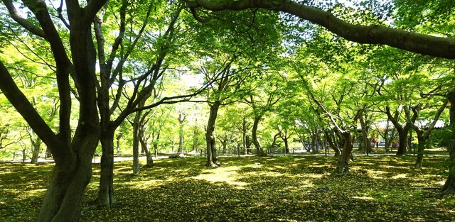 ４通天橋境内DSC05945東福寺 (34).JPG