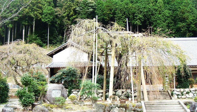 5しだれ桜 左に2世のしだれ桜(29-859)宝蔵寺 (11).JPG