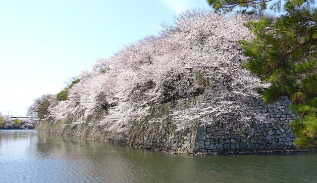 5中堀DSC03937.JPG