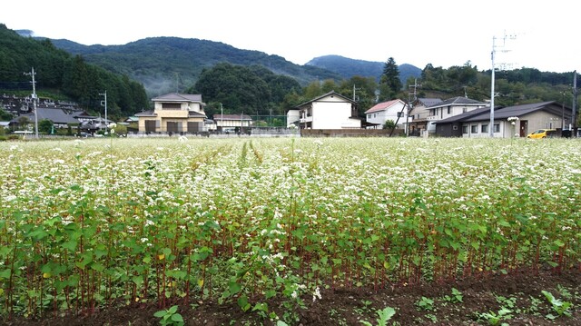 5周辺 左端に長興寺DSC00925長興寺語歌堂 (2).JPG