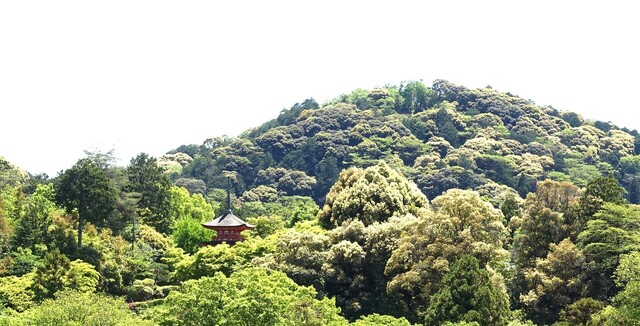 ５子安塔DSC05518清水寺 (61).JPG