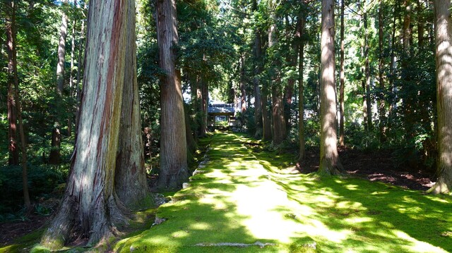 5苔むす参道DSC01329長英寺 (7).JPG