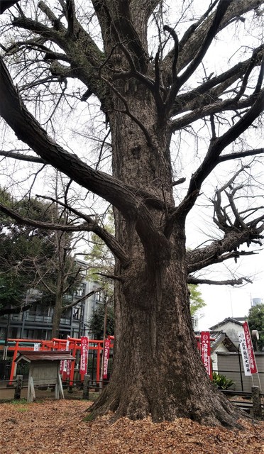 5鬼子母神のイチョウDSC05929.JPG