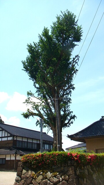 6イチョウDSC07501光照寺 (9).JPG