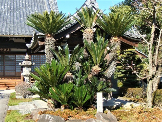 6ソテツ(29-589)善修寺 (9).JPG