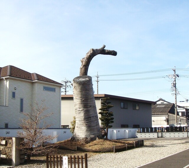 6枯死したクスノキ(23-0305)千松寺 (13).JPG