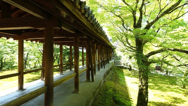 ６痛天橋DSC05945東福寺 (48).JPG