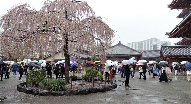 8雨に泣く桜DSC05875.JPG