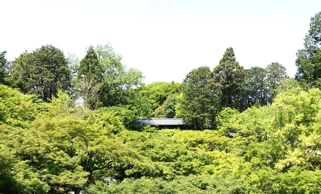 ９通天橋から臥雲橋DSC05945東福寺 (68).JPG